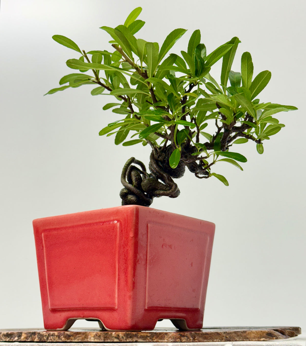 Pyracantha Bonsai Tree – Firethorn Bonsai in Chinese Yixing Pot 30 cm