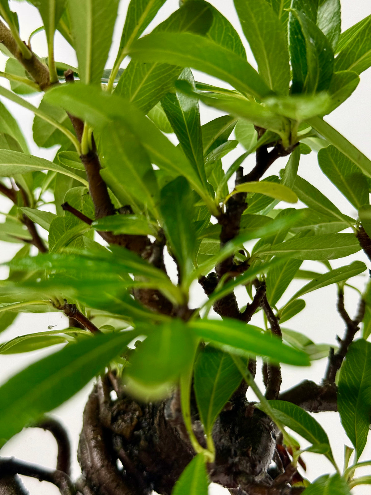 Pyracantha Bonsai Tree – Firethorn Bonsai in Chinese Yixing Pot 30 cm