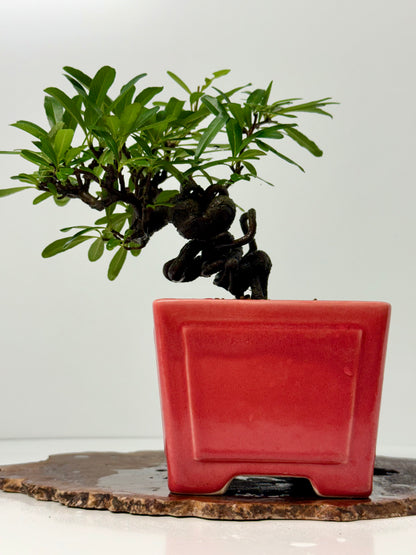 Pyracantha Bonsai Tree – Firethorn Bonsai in Chinese Yixing Pot 30 cm