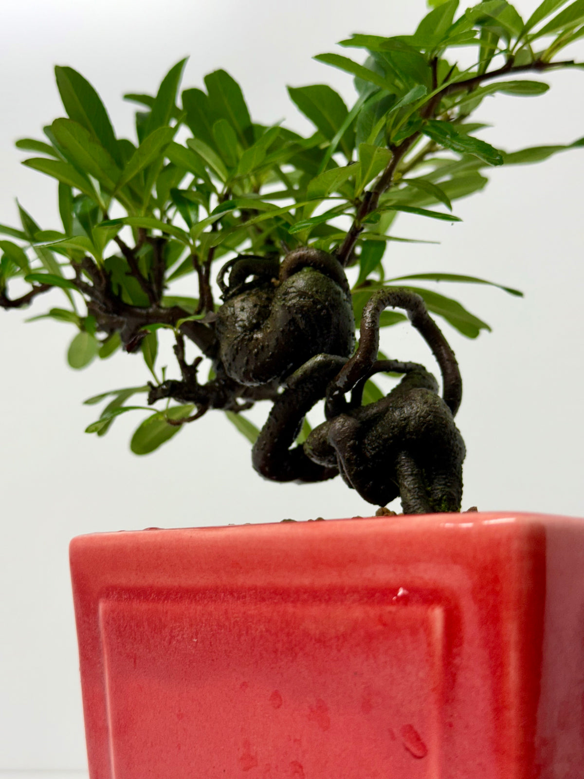 Pyracantha Bonsai Tree – Firethorn Bonsai in Chinese Yixing Pot 30 cm
