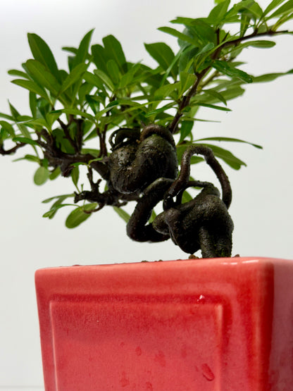 Pyracantha Bonsai Tree – Firethorn Bonsai in Chinese Yixing Pot 30 cm
