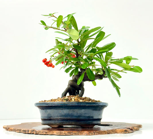 Pyracantha Bonsai Tree – Firethorn Bonsai in Chinese Pot 30 cm