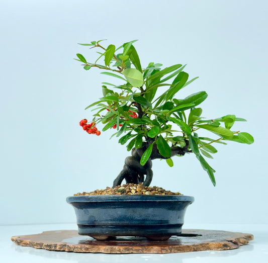 Pyracantha Bonsai Tree – Firethorn Bonsai in Chinese Pot 30 cm