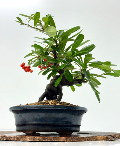 Pyracantha Bonsai Tree – Firethorn Bonsai in Chinese Pot 30 cm
