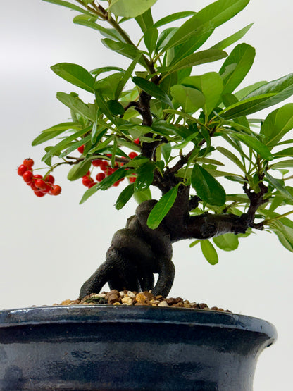 Pyracantha Bonsai Tree – Firethorn Bonsai in Chinese Pot 30 cm
