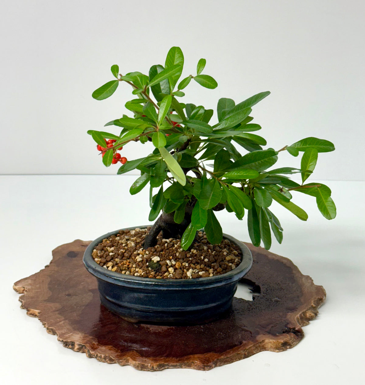 Pyracantha Bonsai Tree – Firethorn Bonsai in Chinese Pot 30 cm