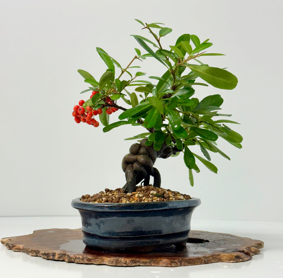 Pyracantha Bonsai Tree – Firethorn Bonsai in Chinese Pot 30 cm