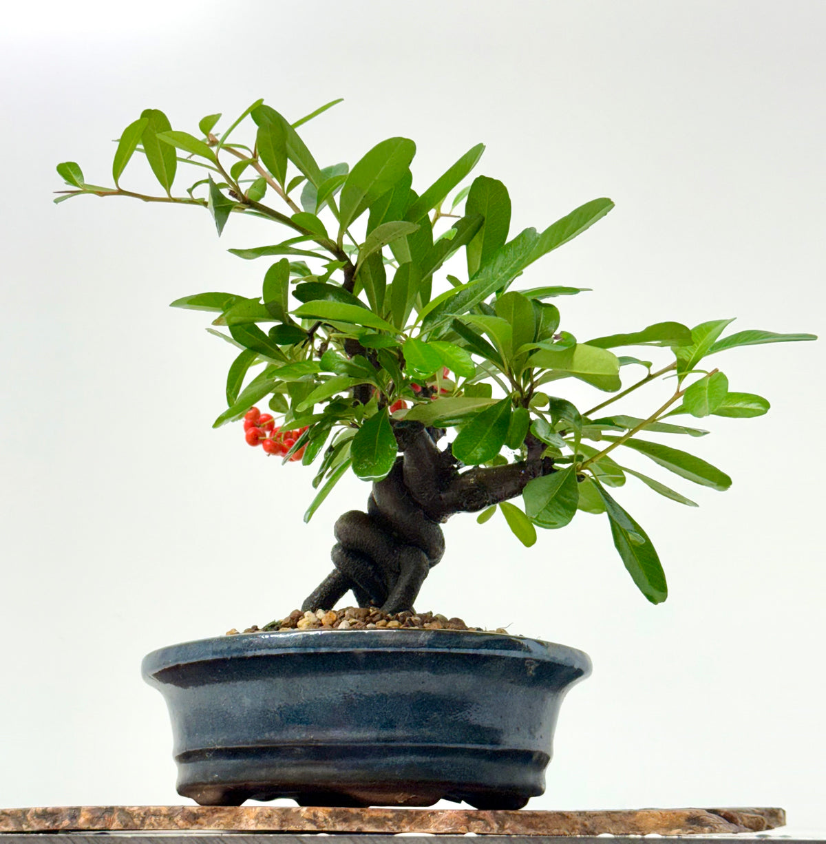 Pyracantha Bonsai Tree – Firethorn Bonsai in Chinese Pot 30 cm