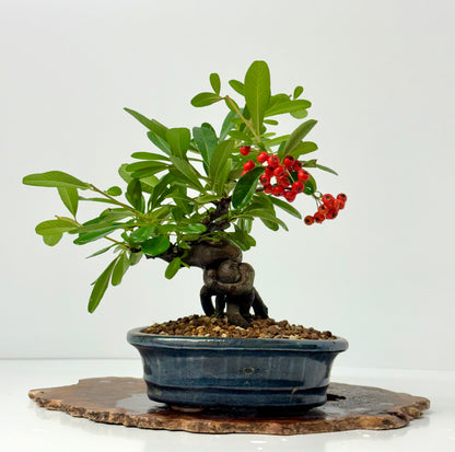 Pyracantha Bonsai Tree – Firethorn Bonsai in Chinese Pot 30 cm