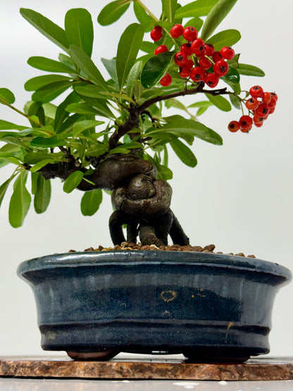 Pyracantha Bonsai Tree – Firethorn Bonsai in Chinese Pot 30 cm