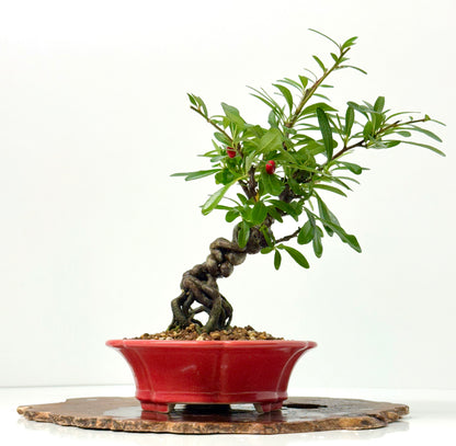 Pyracantha Bonsai Tree – Firethorn Bonsai in Chinese Yixing Pot 33 cm