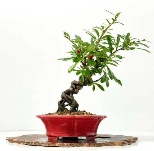 Pyracantha Bonsai Tree – Firethorn Bonsai in Chinese Yixing Pot 33 cm