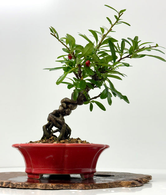 Pyracantha Bonsai Tree – Firethorn Bonsai in Chinese Yixing Pot 33 cm