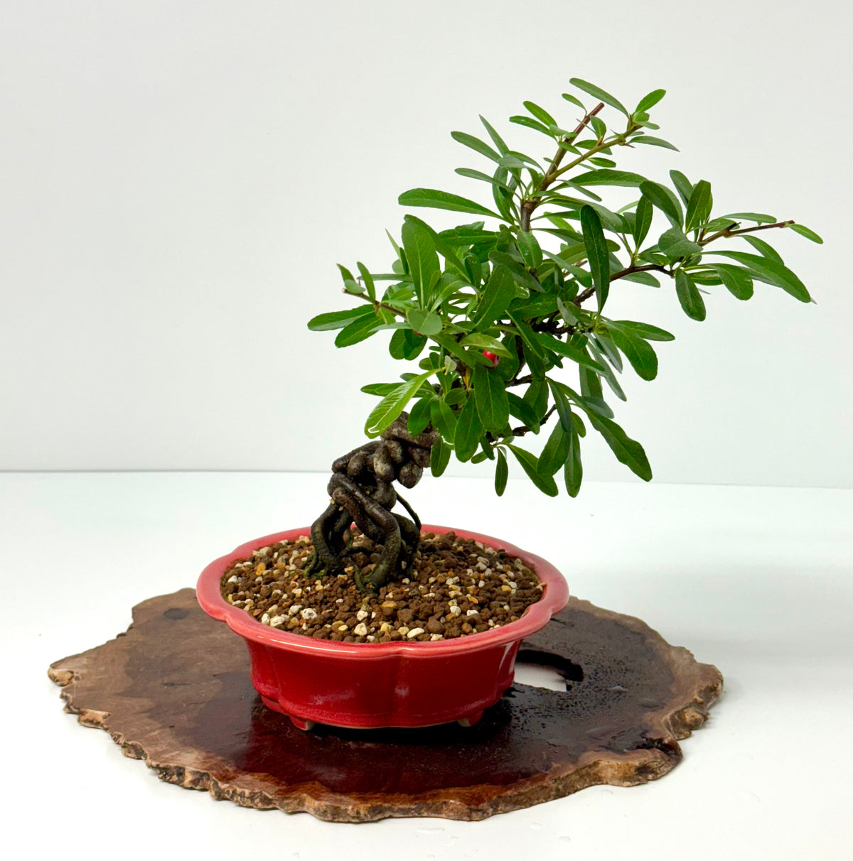 Pyracantha Bonsai Tree – Firethorn Bonsai in Chinese Yixing Pot 33 cm