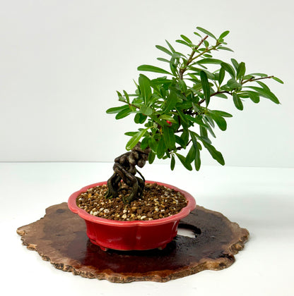 Pyracantha Bonsai Tree – Firethorn Bonsai in Chinese Yixing Pot 33 cm