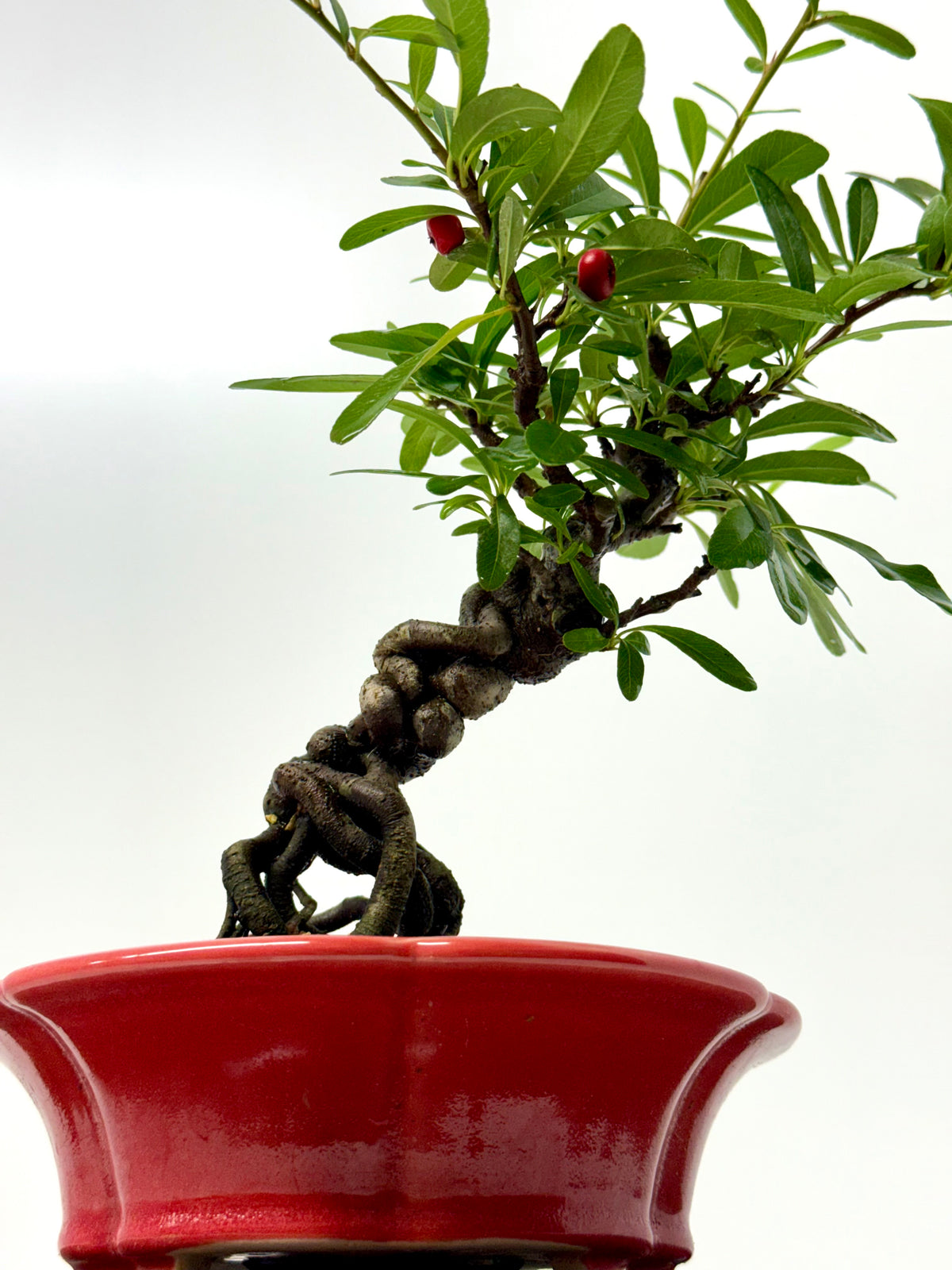 Pyracantha Bonsai Tree – Firethorn Bonsai in Chinese Yixing Pot 33 cm