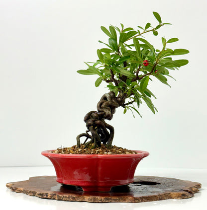 Pyracantha Bonsai Tree – Firethorn Bonsai in Chinese Yixing Pot 33 cm