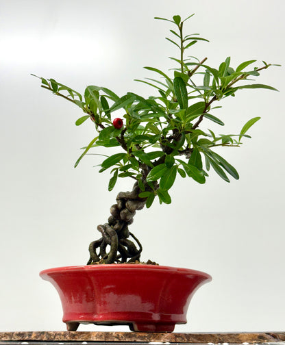 Pyracantha Bonsai Tree – Firethorn Bonsai in Chinese Yixing Pot 33 cm