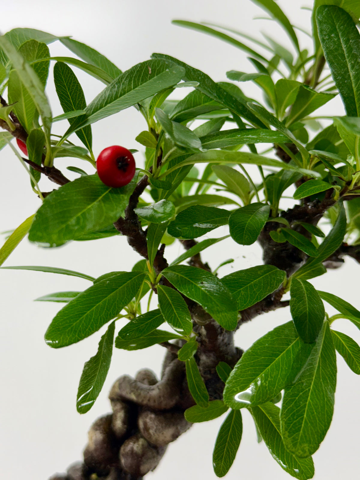 Pyracantha Bonsai Tree – Firethorn Bonsai in Chinese Yixing Pot 33 cm