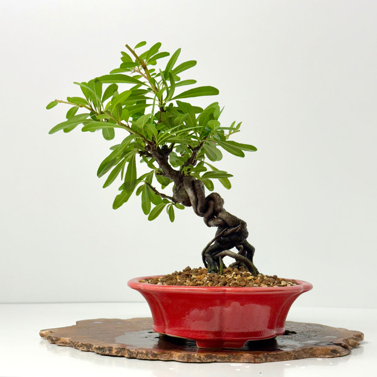 Pyracantha Bonsai Tree – Firethorn Bonsai in Chinese Yixing Pot 33 cm