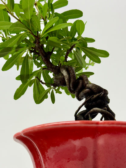 Pyracantha Bonsai Tree – Firethorn Bonsai in Chinese Yixing Pot 33 cm