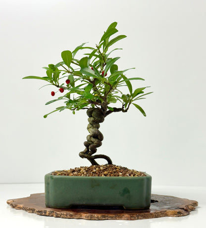 Pyracantha Bonsai Tree – Firethorn Bonsai in Chinese Yixing Pot 32 cm