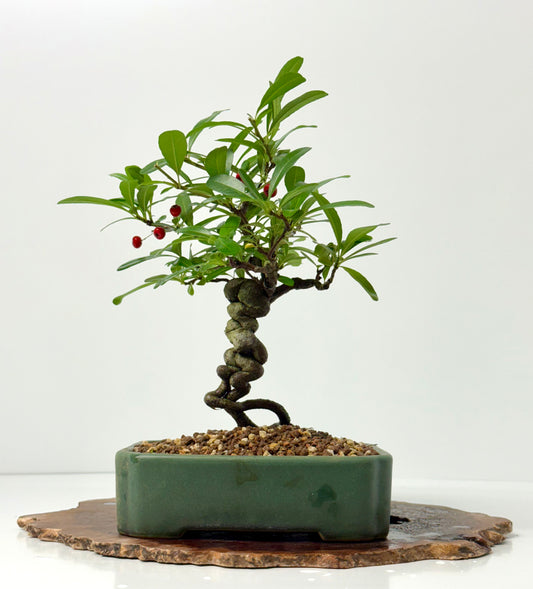 Pyracantha Bonsai Tree – Firethorn Bonsai in Chinese Yixing Pot 32 cm