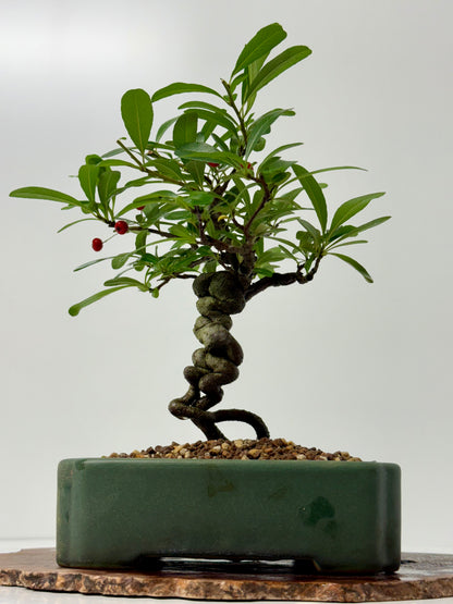 Pyracantha Bonsai Tree – Firethorn Bonsai in Chinese Yixing Pot 32 cm