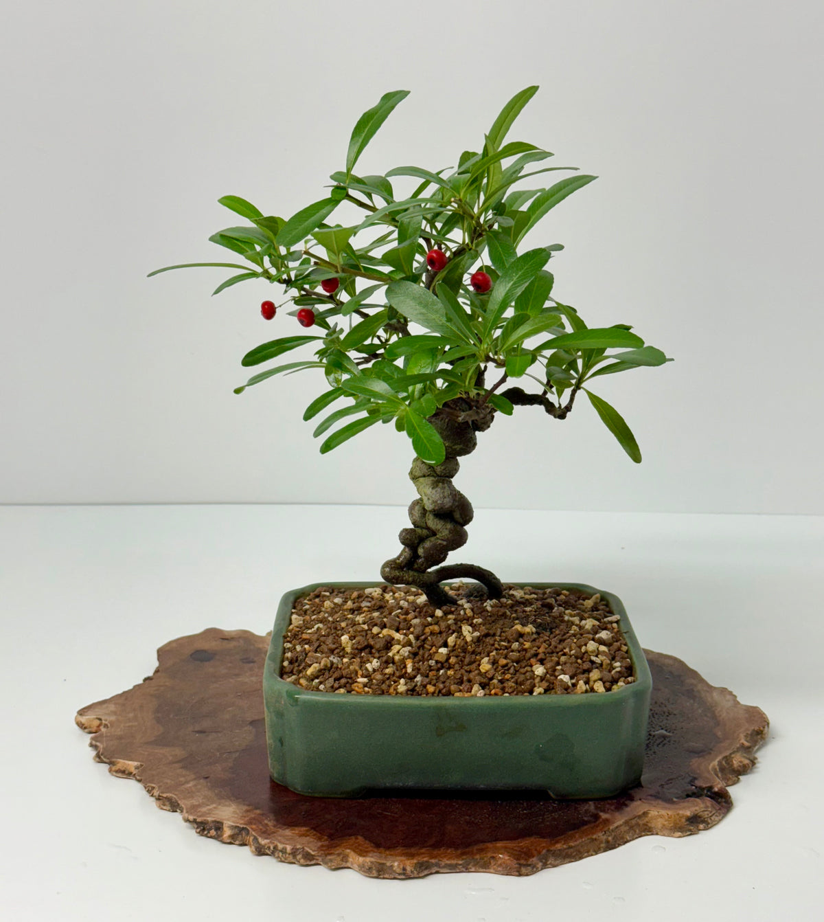 Pyracantha Bonsai Tree – Firethorn Bonsai in Chinese Yixing Pot 32 cm
