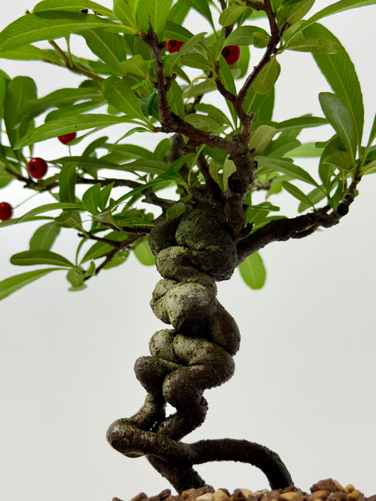 Pyracantha Bonsai Tree – Firethorn Bonsai in Chinese Yixing Pot 32 cm
