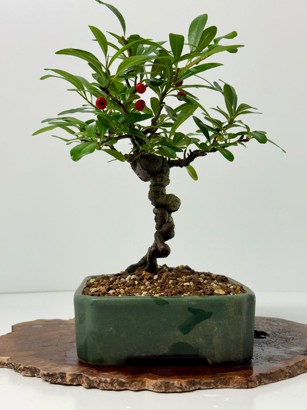 Pyracantha Bonsai Tree – Firethorn Bonsai in Chinese Yixing Pot 32 cm