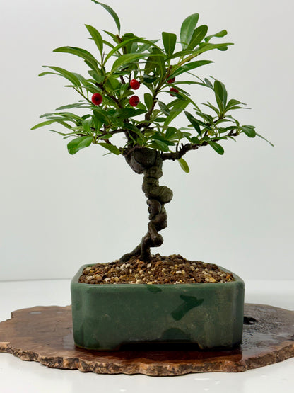 Pyracantha Bonsai Tree – Firethorn Bonsai in Chinese Yixing Pot 32 cm