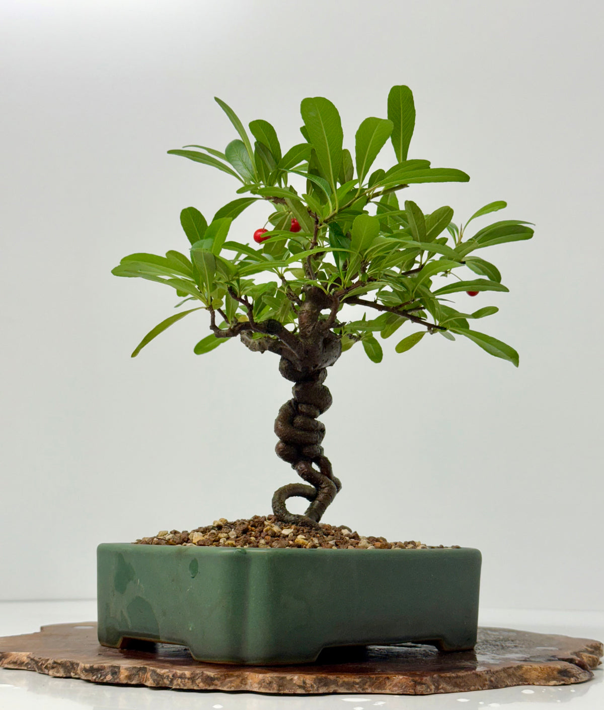 Pyracantha Bonsai Tree – Firethorn Bonsai in Chinese Yixing Pot 32 cm