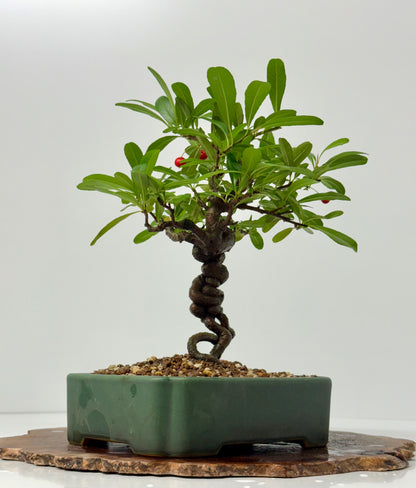 Pyracantha Bonsai Tree – Firethorn Bonsai in Chinese Yixing Pot 32 cm
