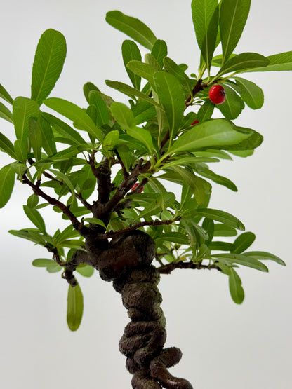 Pyracantha Bonsai Tree – Firethorn Bonsai in Chinese Yixing Pot 32 cm