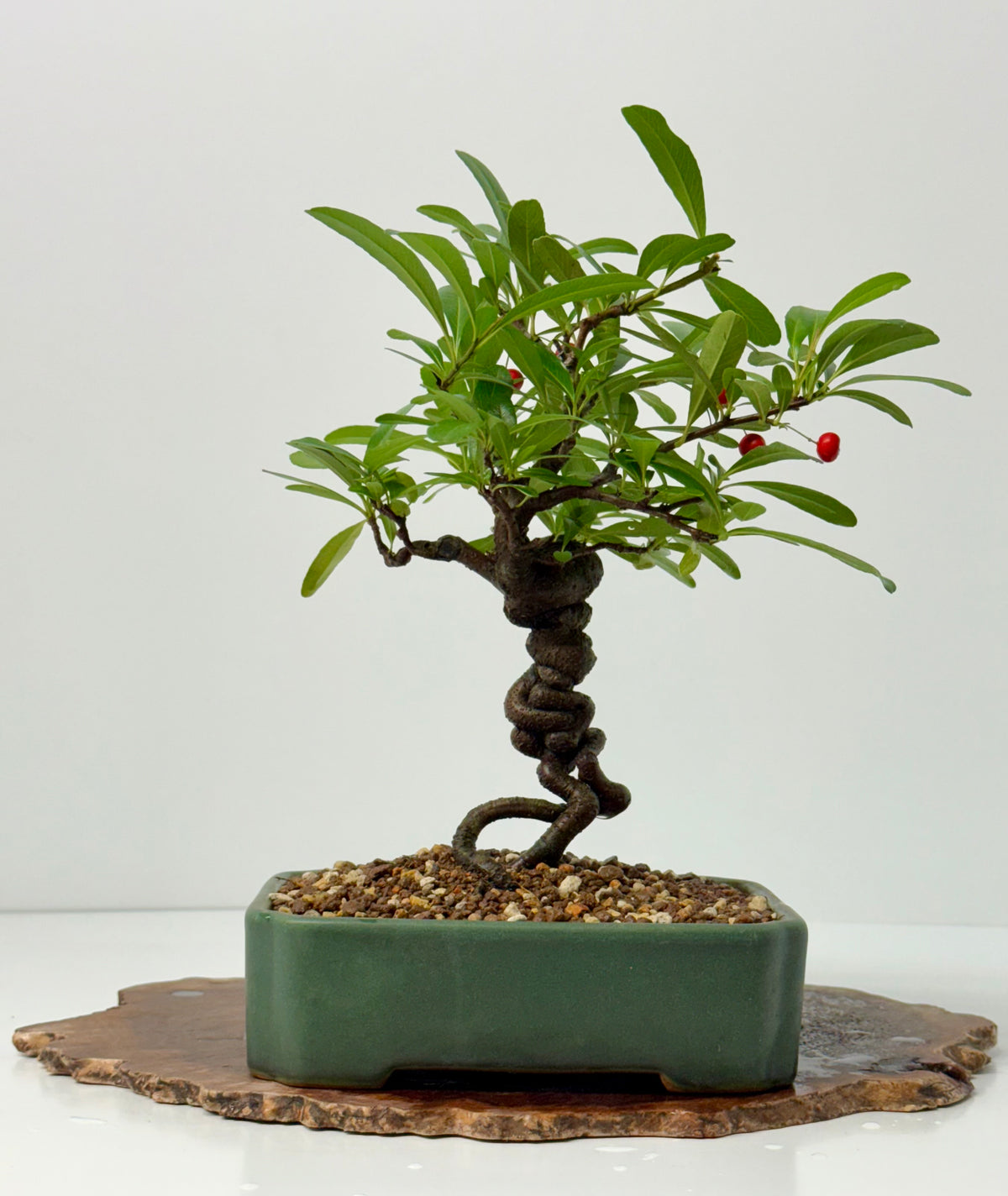 Pyracantha Bonsai Tree – Firethorn Bonsai in Chinese Yixing Pot 32 cm