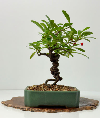 Pyracantha Bonsai Tree – Firethorn Bonsai in Chinese Yixing Pot 32 cm