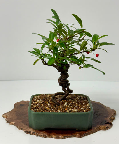 Pyracantha Bonsai Tree – Firethorn Bonsai in Chinese Yixing Pot 32 cm