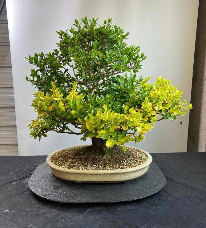Privet