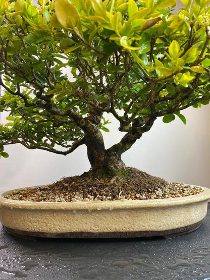 Privet