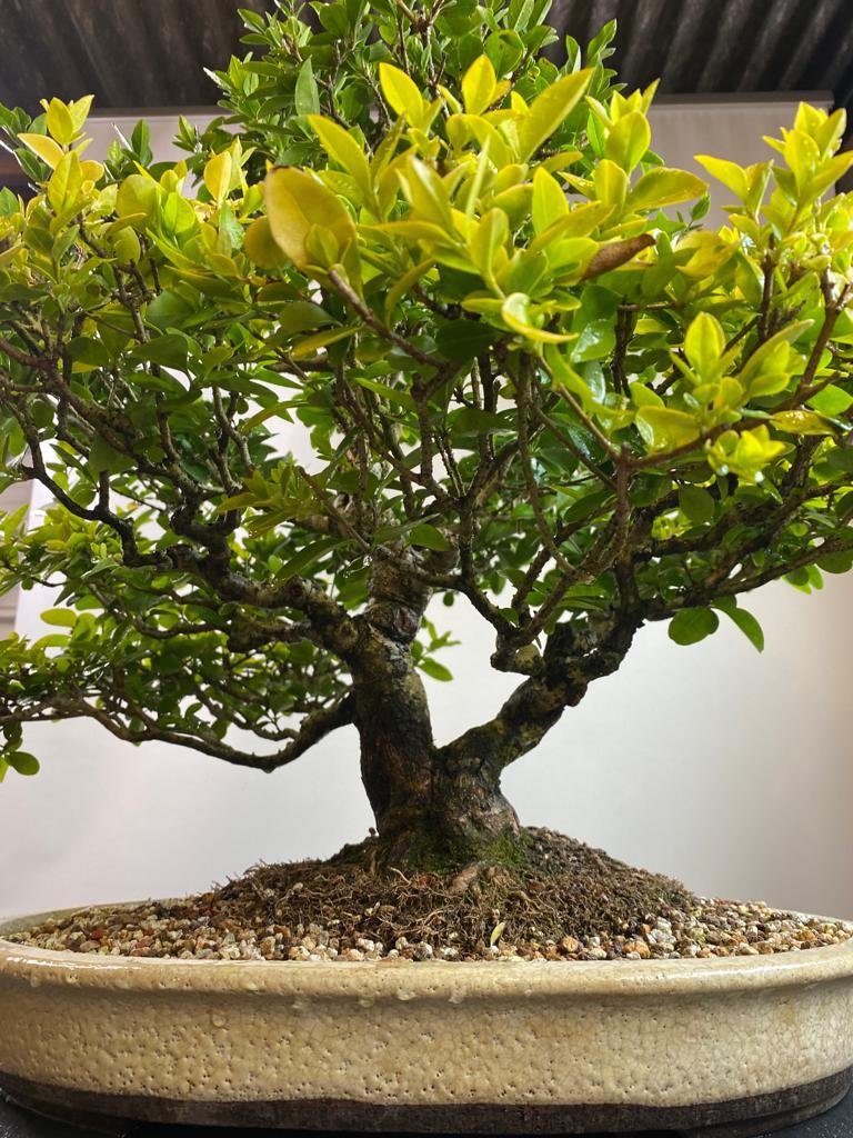 Privet