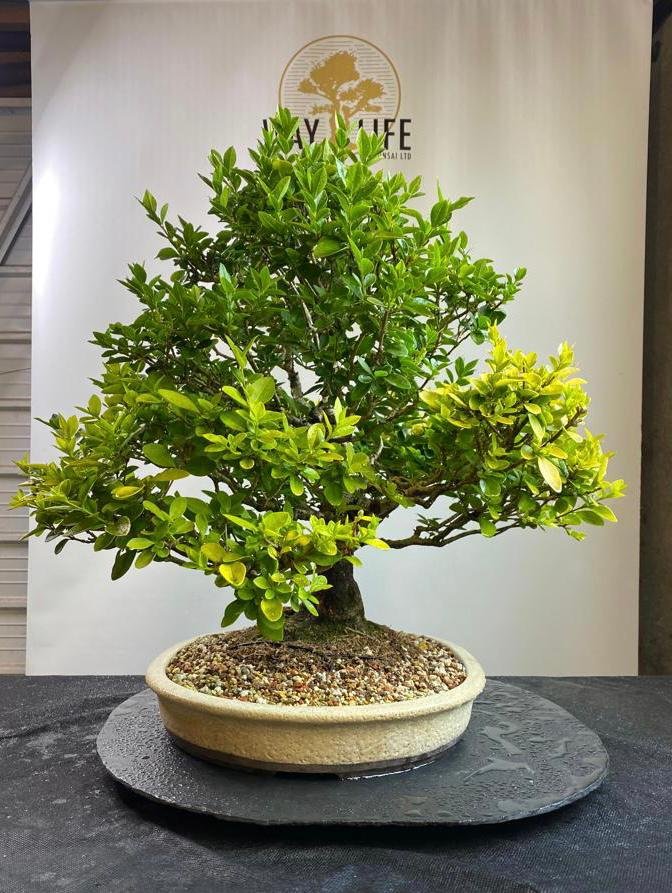 Privet