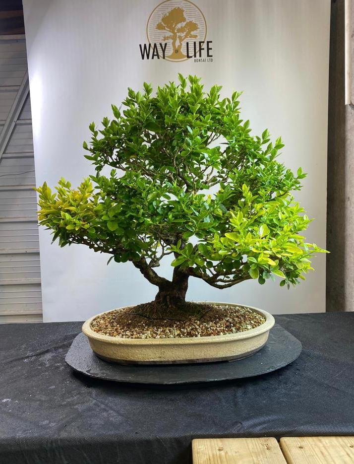 Privet