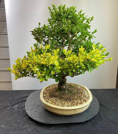 Privet