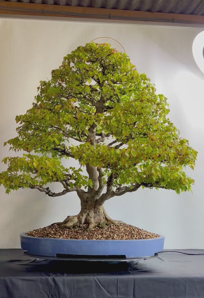 Acer Buergerianum - Trident Maple