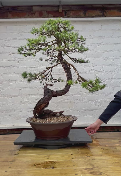 Scotts Pine (Pinus Sylvestris)