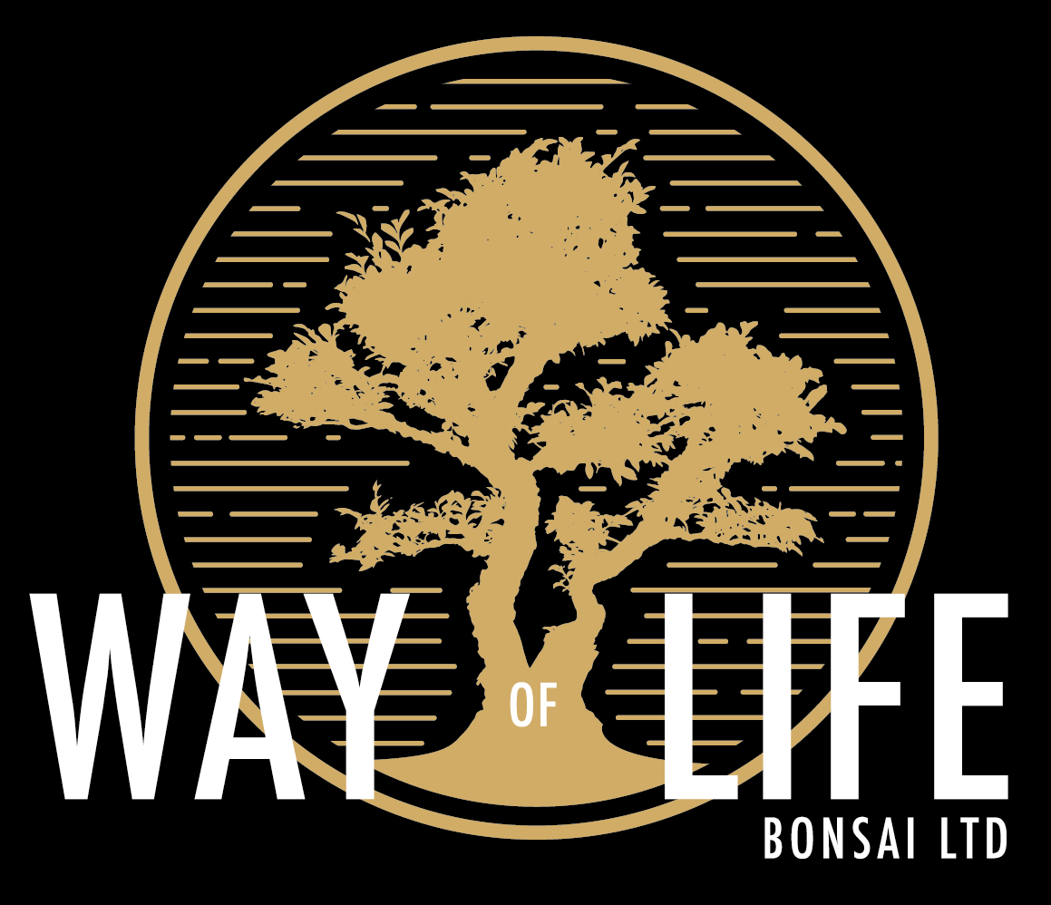 Way of Life Bonsai Ltd logo showing a premium UK bonsai tree silhouetted behind the company name Way of Life Bonsai Ltd