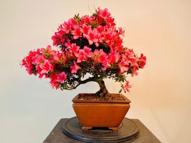 Way Of Life Bonsai Tree Satsuki Azalea - FREE UK DELIVERY | Bonsai ...