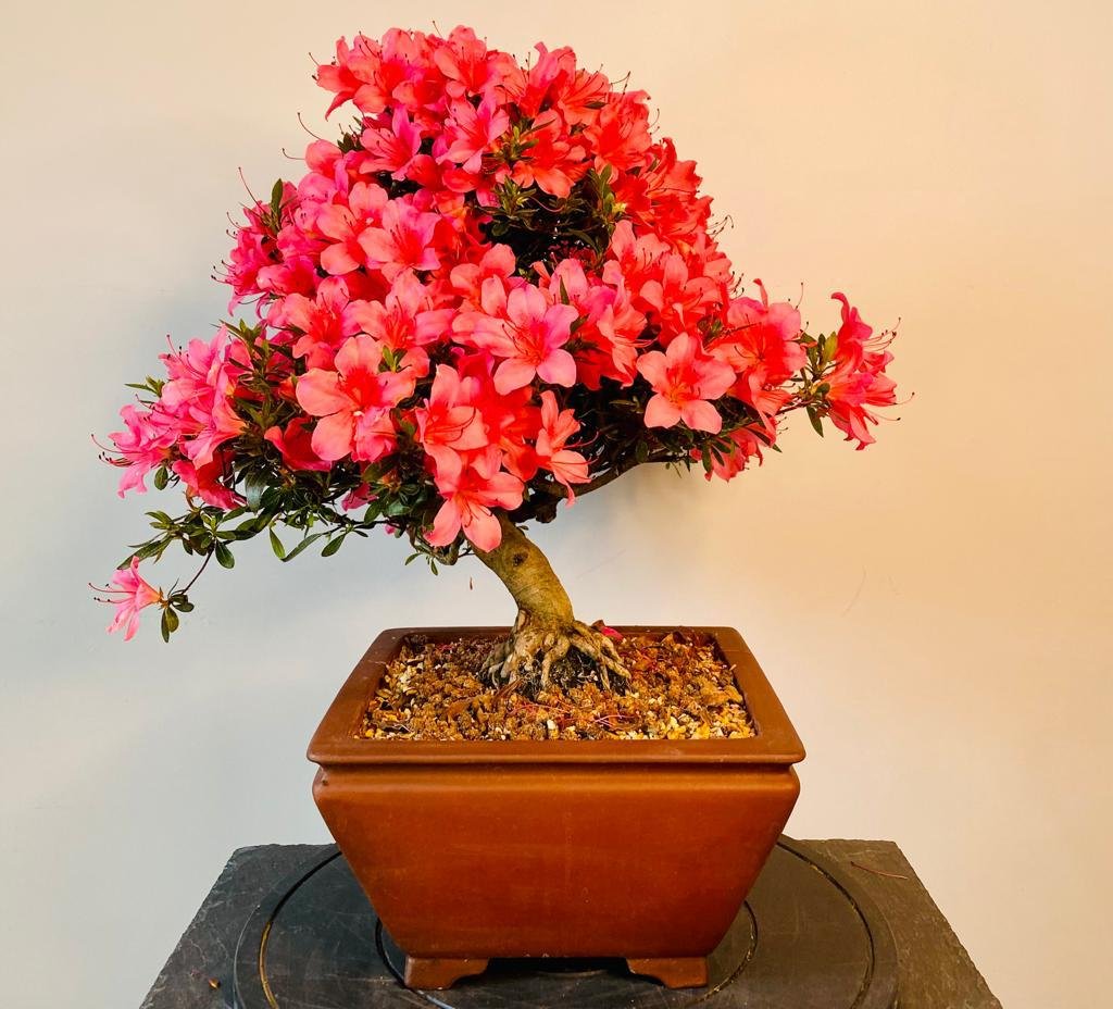 Way Of Life Bonsai Tree Satsuki Azalea - FREE UK DELIVERY | Bonsai ...