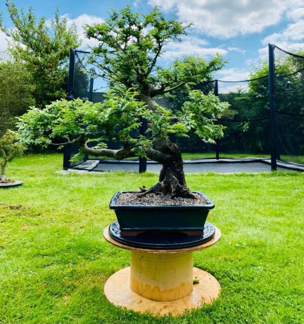 Way Of Life Bonsai Hillier Elm Bonsai Tree UK FREE